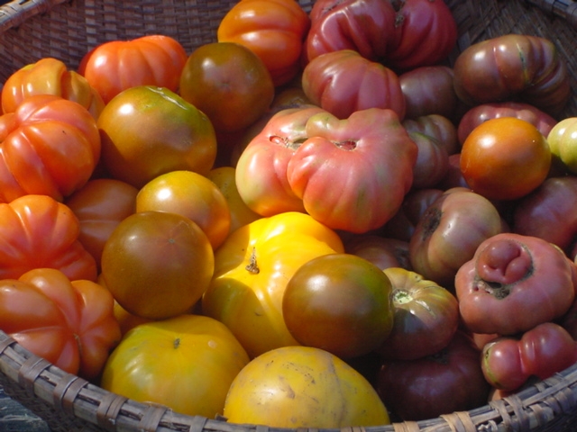 varieties of tomatoes. me) tomato varieties this